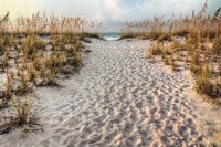 Framed Path To The Beach