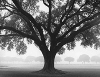 Framed Silhouette Oak