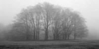 Framed Gathering Trees