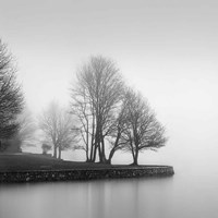 Framed Fog and Trees at Dusk