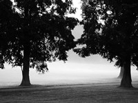 Framed Fog in the Park II