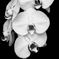 Framed Orchid Portrait I