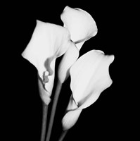 Framed Calla Portrait II