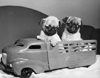 Framed Pug Puppies Sitting In Back Of Toy Truck