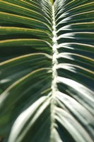 Framed Palm Detail II