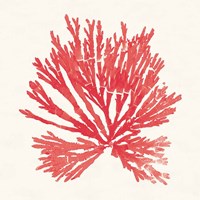 Framed Pacific Sea Mosses II Red