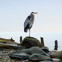 Framed Beachscape Heron I