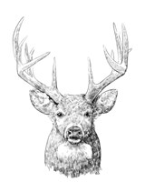 Framed 'Young Buck Sketch II' border=