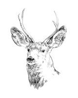 Framed 'Young Buck Sketch IV' border=