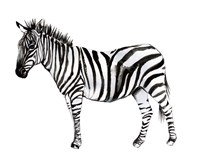 Framed Standing Zebra II