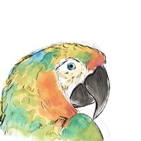 Framed Tropical Bird Portrait IV