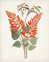 Framed Botanical of the Tropics II