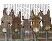 Framed Donkey Herd at Fence Book Print