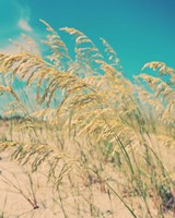 Framed Sea Oats