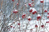 Framed Berries in Winter