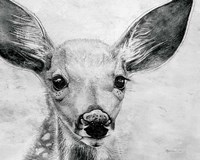 Framed Portrait of a Fawn