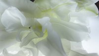 Framed Close Up of White Flower