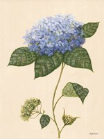 Framed Blue Hydrangea