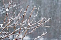 Framed Glistening Branches I