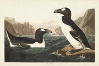 Framed Pl 341 Great Auk