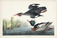 Framed Pl 401 Red-breasted Merganser Duck