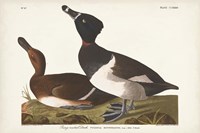 Framed Pl 234 Ring-necked Duck