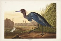 Framed Pl 307 Blue Crane or Heron