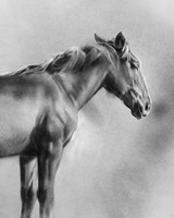 Framed 'Charcoal Equine Portrait I' border=