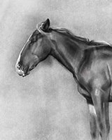Framed Charcoal Equine Portrait II