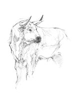 Framed Bull Study II
