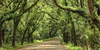 Framed Canopy Road Panorama III