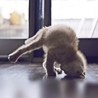 Framed Cat Yoga X