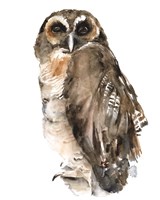Framed Watercolor Owl I