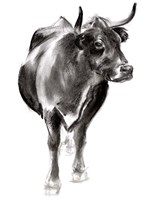 Framed Charcoal Cattle I