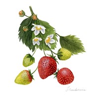 Framed 'Strawberry Study I' border=