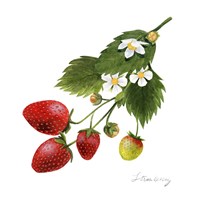 Framed Strawberry Study II