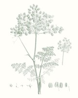 Framed Botanical Study in Sage VI