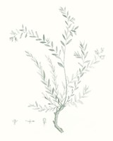 Framed Botanical Study in Sage VII