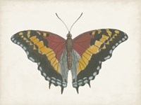 Framed Beautiful Butterfly IV