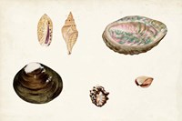Framed Antique Shell Anthology VIII