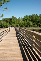 Framed Alabama, Theodore Bayou Boardwalk of the Bellingrath gardens