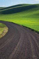 Framed Going Through Palouse Wheat Fields