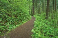 Framed Hiking Trail in Columbia River Gorge I