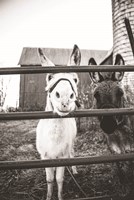 Framed Donkeys