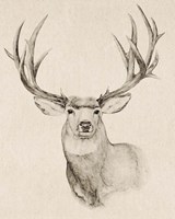 Framed 'Natural Buck II' border=