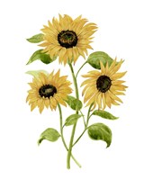 Framed Sunflower Trio I