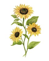 Framed 'Sunflower Trio II' border=