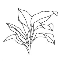 Framed Foliage Contour I