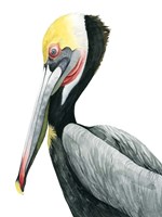 Framed Watercolor Pelican II