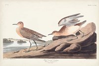 Framed Pl. 265 Buff-breasted Sandpiper